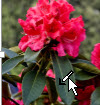 Formatieren eines Bilds als transparent 00d8082a-d16a-450d-bf88-01af45d48063.jpg