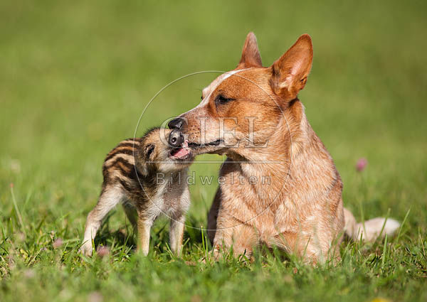 Wertung Weitsprung 059826_australian-cattle-dog-und-wildschwein-frischling.jpg