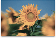 Ändern der Farbe eines Bilds 18f54b56-7ae9-4899-94cf-7f3a1336532e.gif