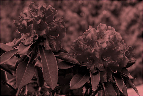 Ändern der Farbe eines Bilds 9b70beaa-2c50-4709-8cdf-d24f8529c80d.jpg