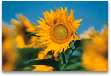 Ändern der Farbe eines Bilds b9ab2fbe-8481-4fed-b414-1a846034da32.gif