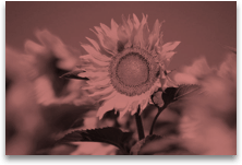 Ändern der Farbe eines Bilds fc701139-4ad2-42d1-9b3b-9290c98e8d11.gif