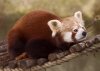 firefox_736.jpg