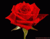 pflanzen_018__1280_x_1024_200.gif