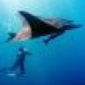 Manta