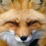 Foxi-Man