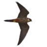 HamsterFalke