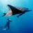 Manta